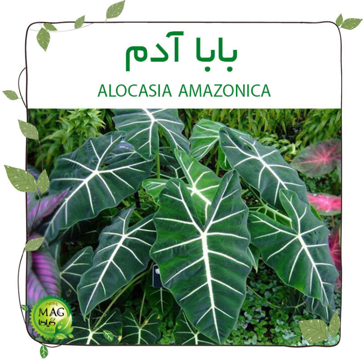 آلوکازیا(بابا آدم) Alocasia Amazonica