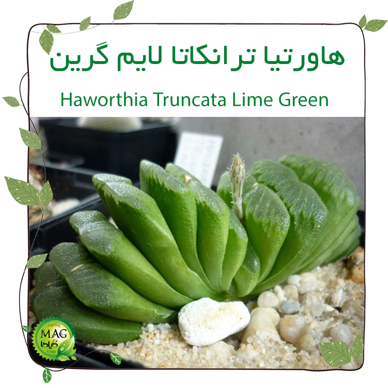 هاورتیا ترانکاتا لایم گرین (Haworthia Truncata Lime Green)