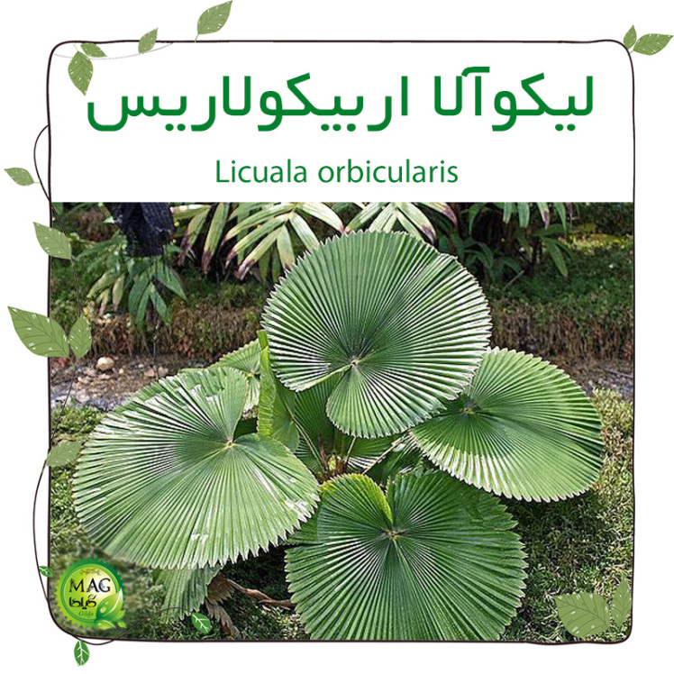 لیکوآلا اربیکولاریس(Licuala orbicularis)