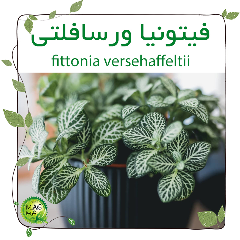 فیتونیا ورسافلتی (fittonia versehaffeltii)