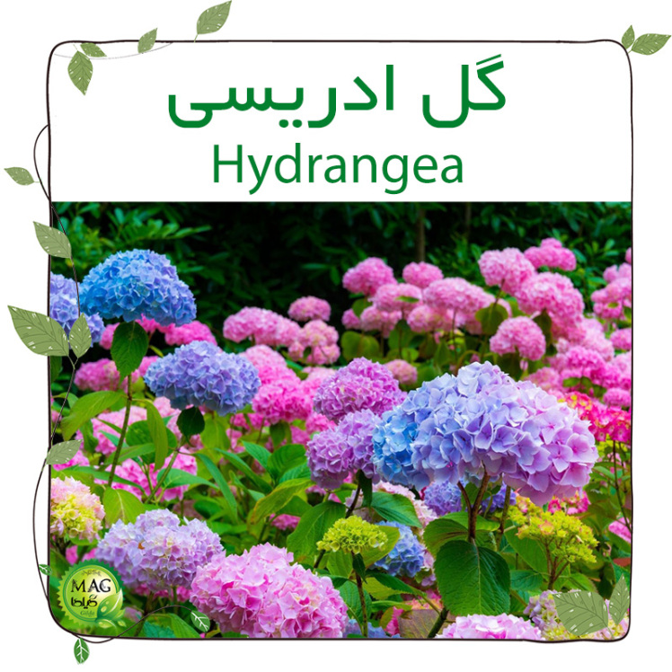 گل ادریسی(Hydrangea)