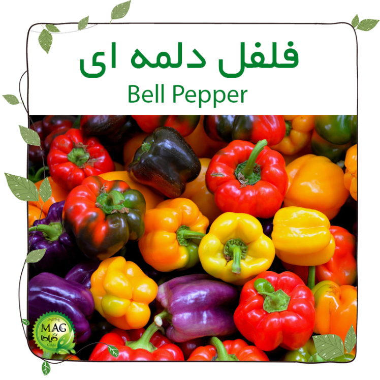فلفل دلمه ای(Bell Pepper) 