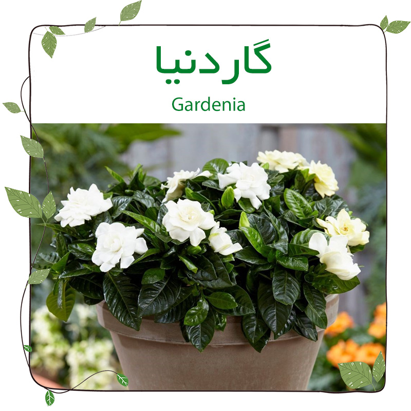 گاردنیا(Gardenia)