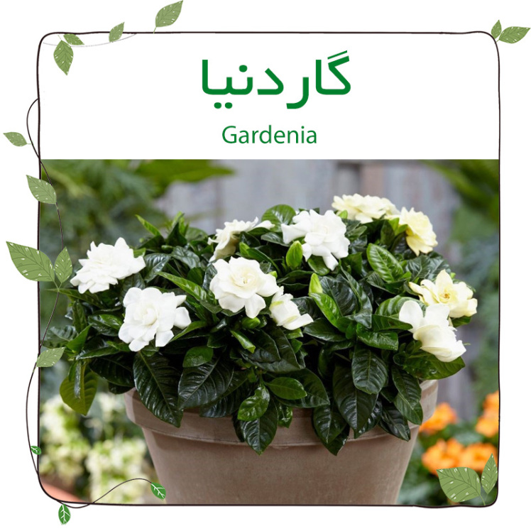 گاردنیا(Gardenia)