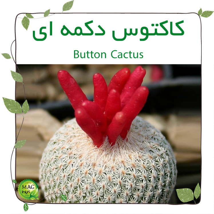 کاکتوس دکمه ای(Button Cactus)