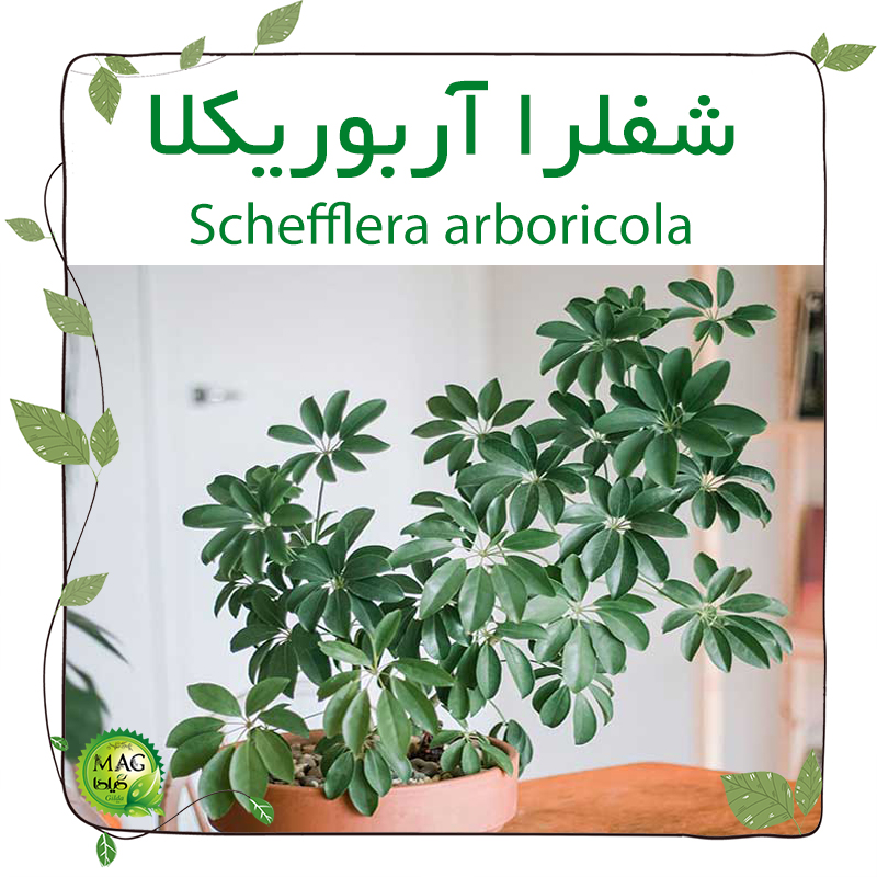 شفلرا آربوریکلا(Schefflera arboricola)