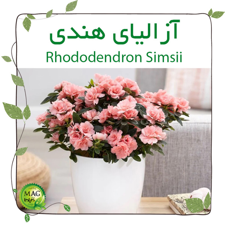 آزالیای هندی (Rhododendron Simsii)