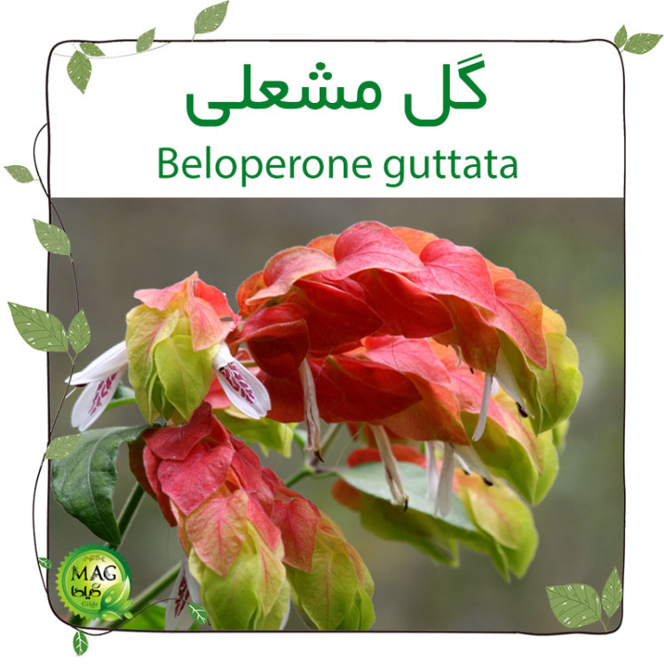 گل مشعلی (Beloperone guttata)