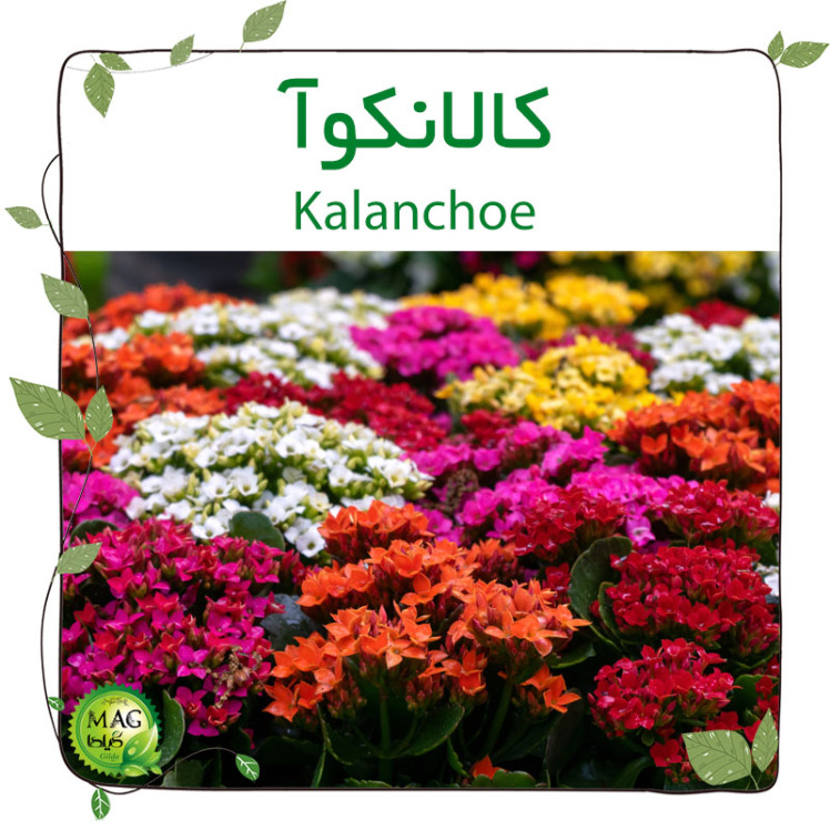  کالانکوآ(Kalanchoe)