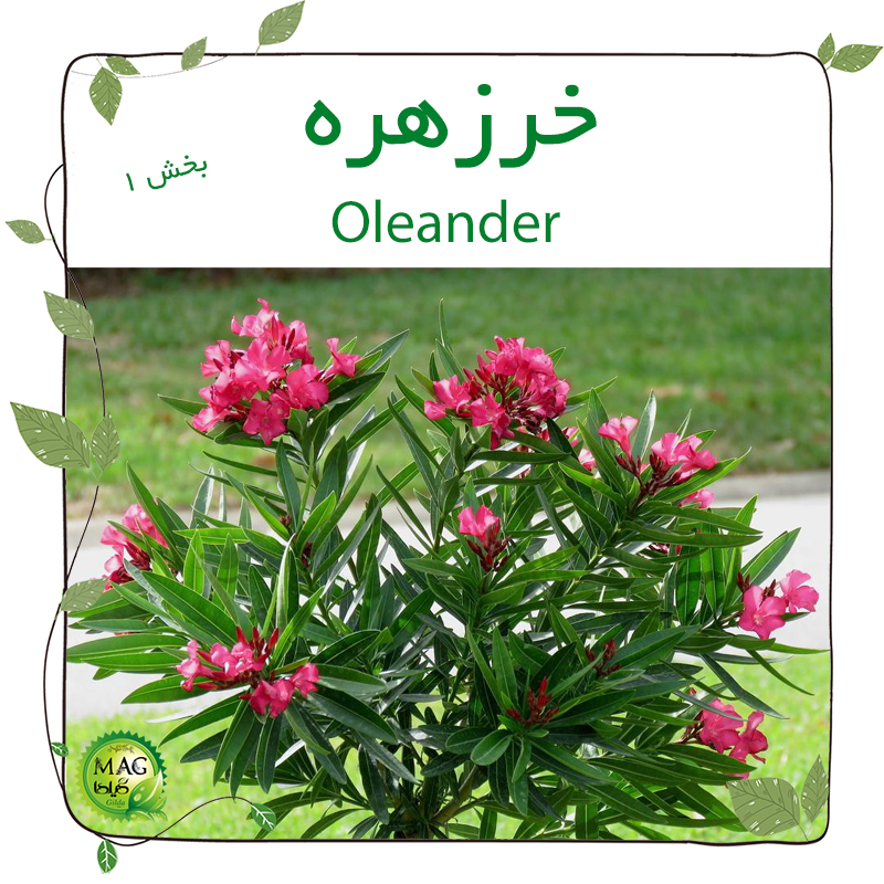 خرزهره (Oleander) بخش 1