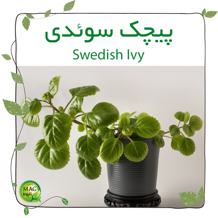 پیچک سوئدی (Swedish Ivy)