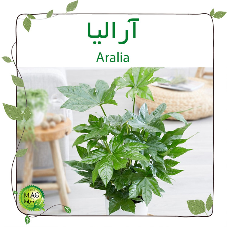 آرالیا (ARALIA)