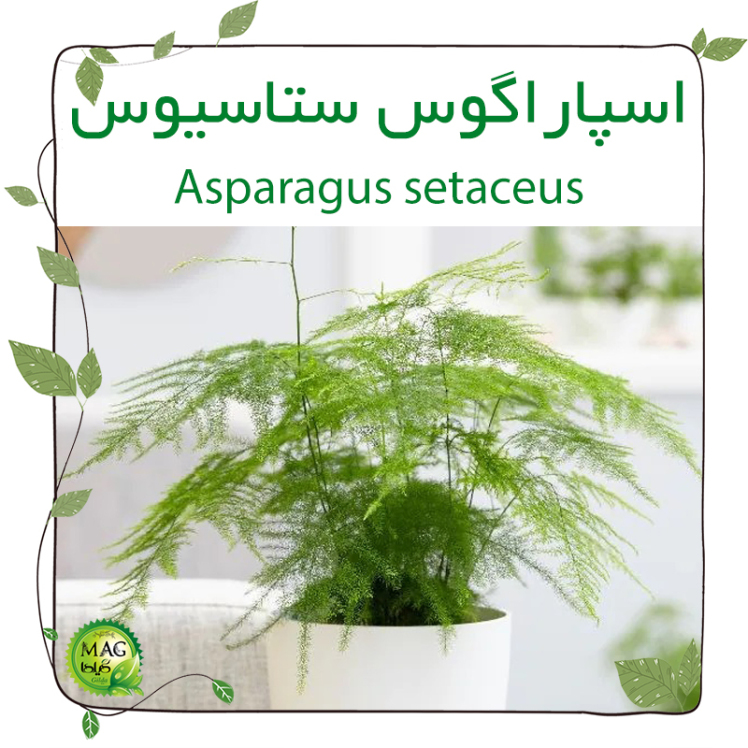 اسپاراگوس ستاسیوس(Asparagus setaceus)