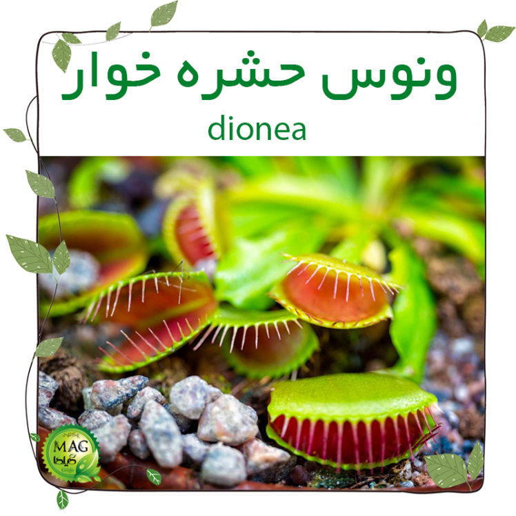 ونوس حشره خوار (dionea)