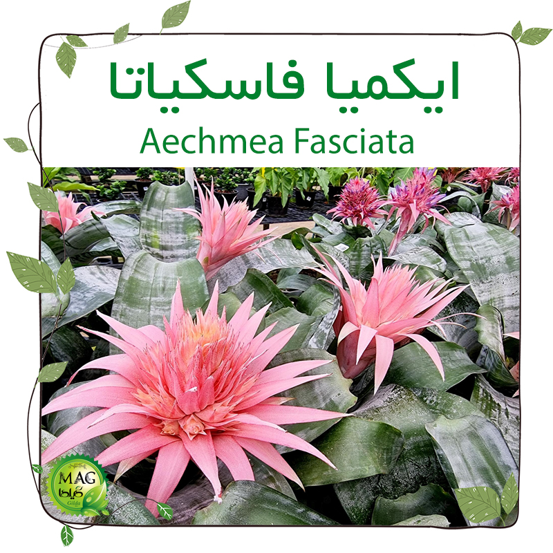ایکمیا فاسکیاتا (Aechmea Fasciata )