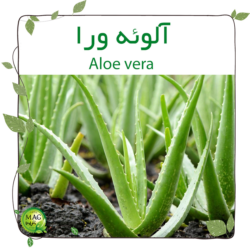 آلوئه ورا(Aloe vera)