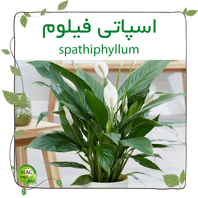 اسپاتی فیلوم(spathiphyllum)