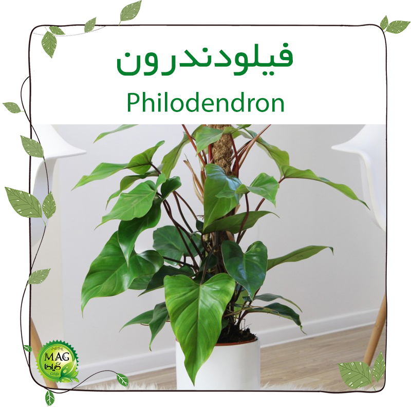فیلودندرون(Philodendron)