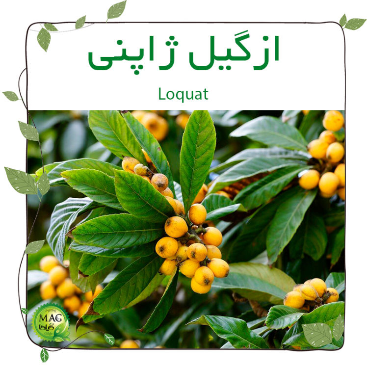 ازگیل ژاپنی(Loquat)