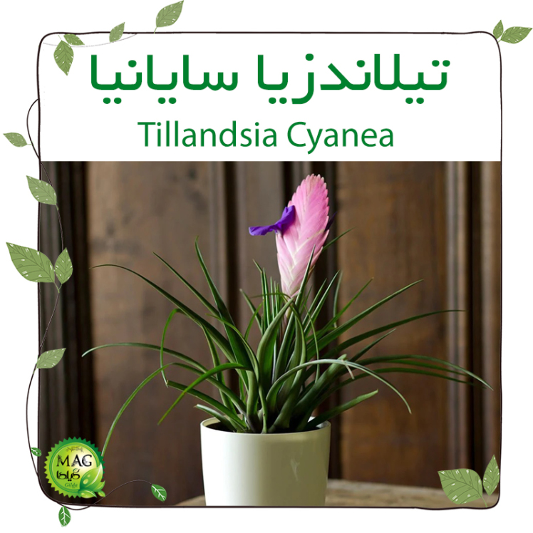 تیلاندزیا سایانیا(Tillandsia Cyanea)