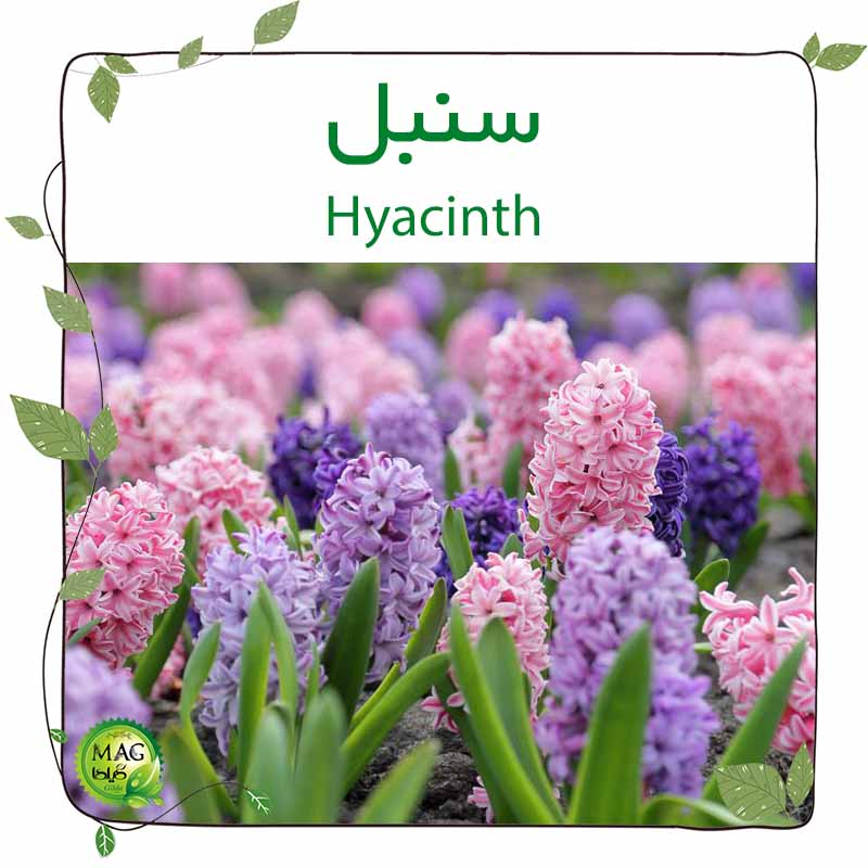سنبل (Hyacinth)