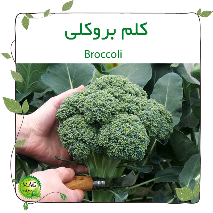 کلم بروکلی (Broccoli)