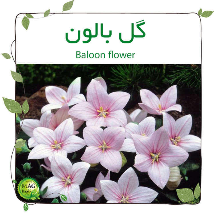 گل بالون(Baloon flower)