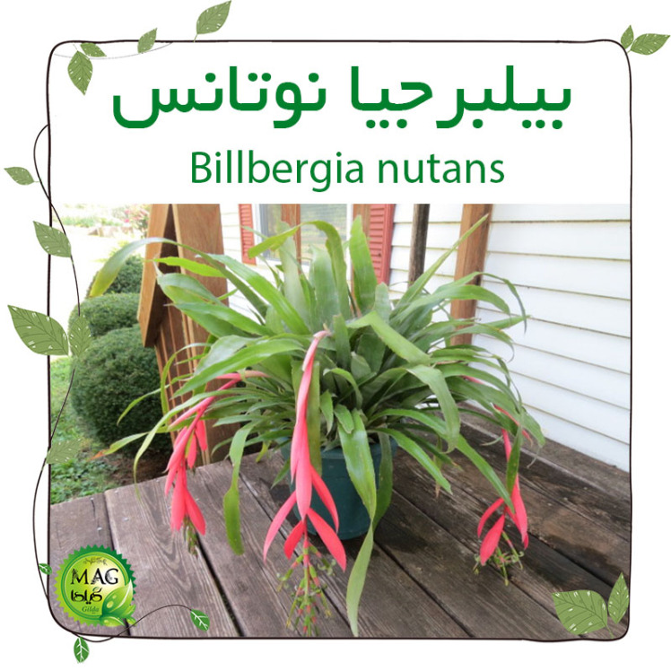 بیلبرجیا نوتانس Billbergia nutans