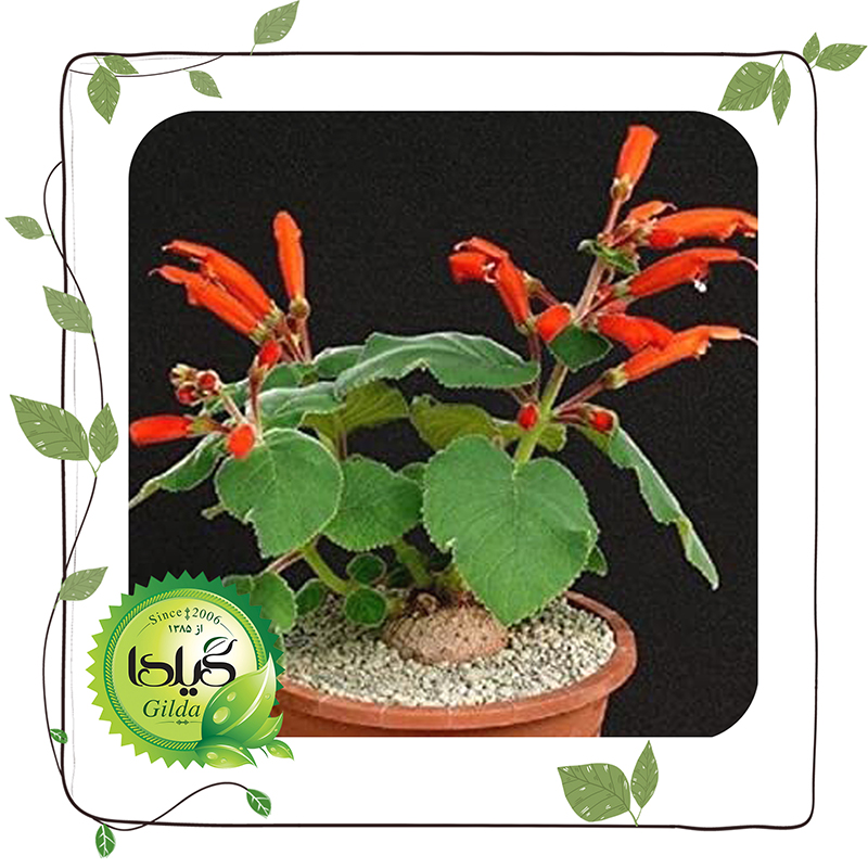 ژسنریا کاردینالیس(Gesneria cardinalis)