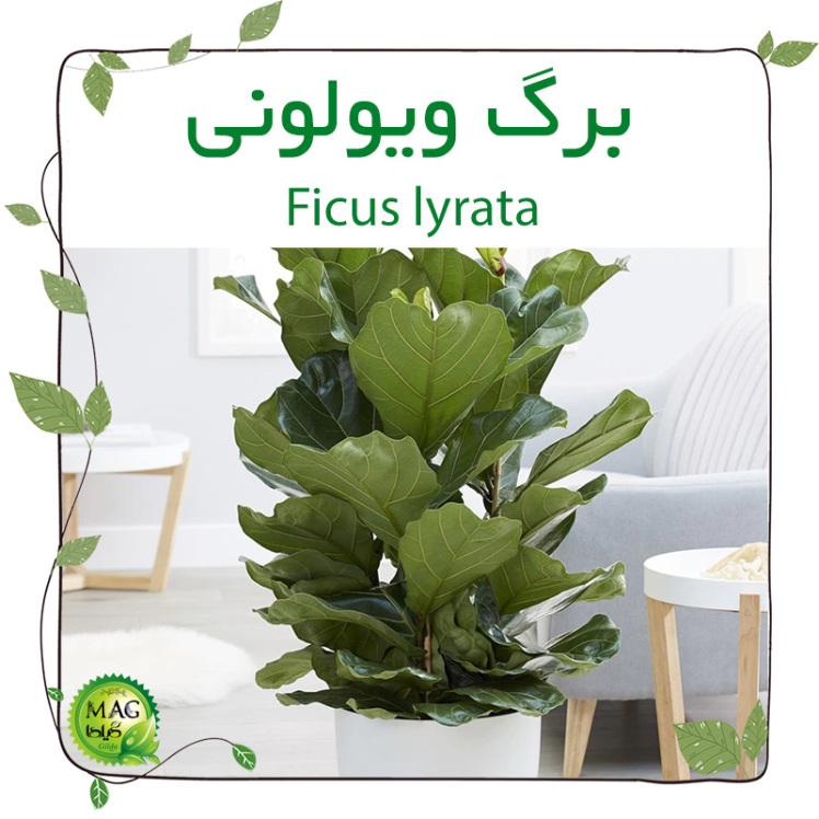 برگ ویولونی (Ficus lyrata)