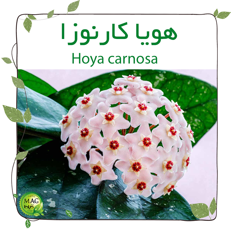 هویا کارنوزا(Hoya carnosa)