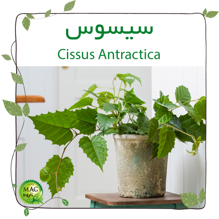 سیسوس (Cissus Antractica)
