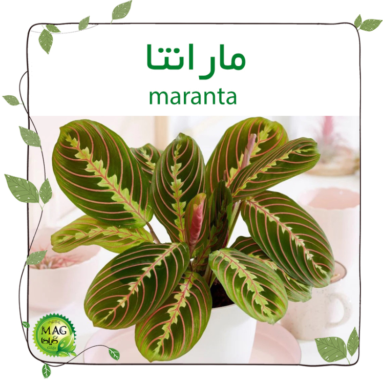 مارانتا(maranta)