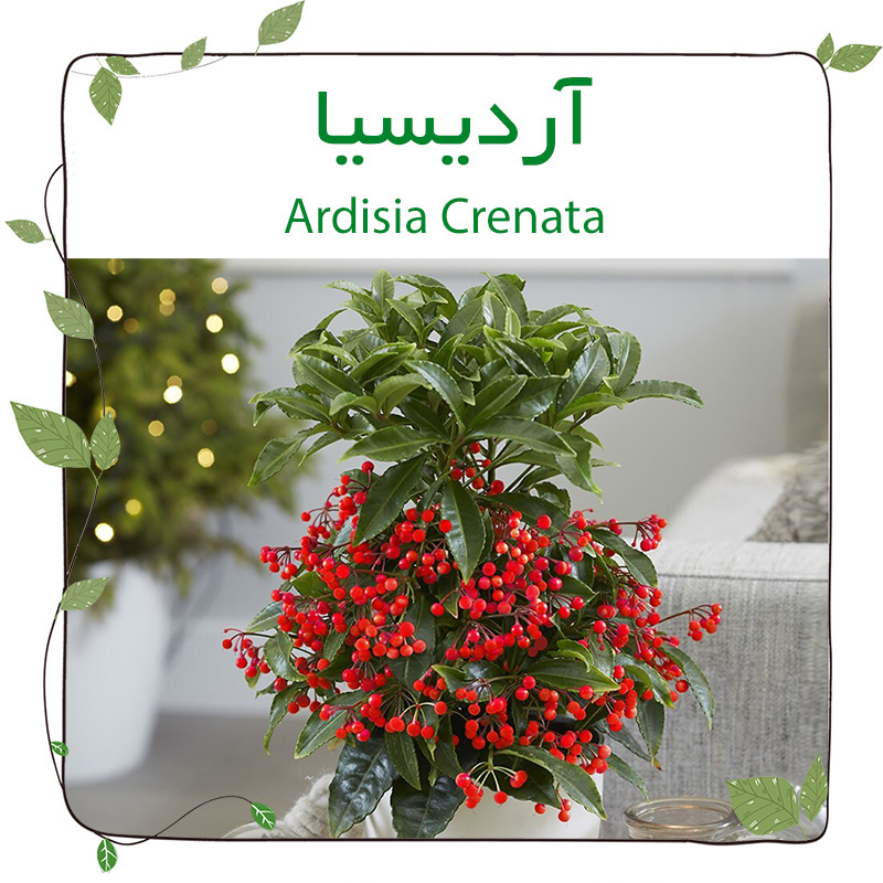 آردیسیا (توت کریسمس) (Ardisia Crenata)