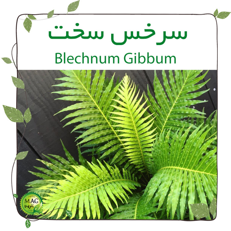 سرخس سخت(Blechnum Gibbum) 