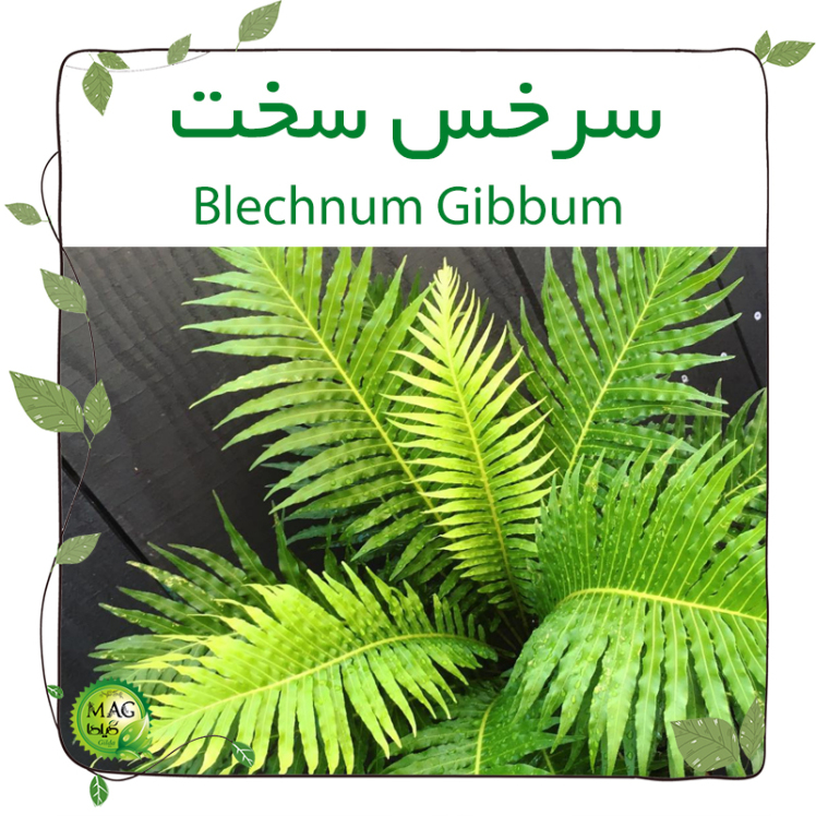 سرخس سخت(Blechnum Gibbum) ‌