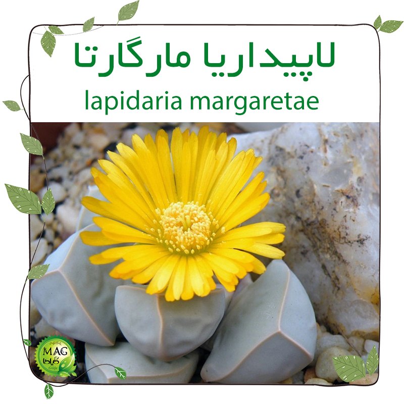 لاپیداریا مارگارتا(lapidaria margaretae)
