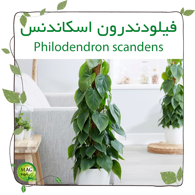 فیلودندرون اسکاندنس(Philodendron scandens)