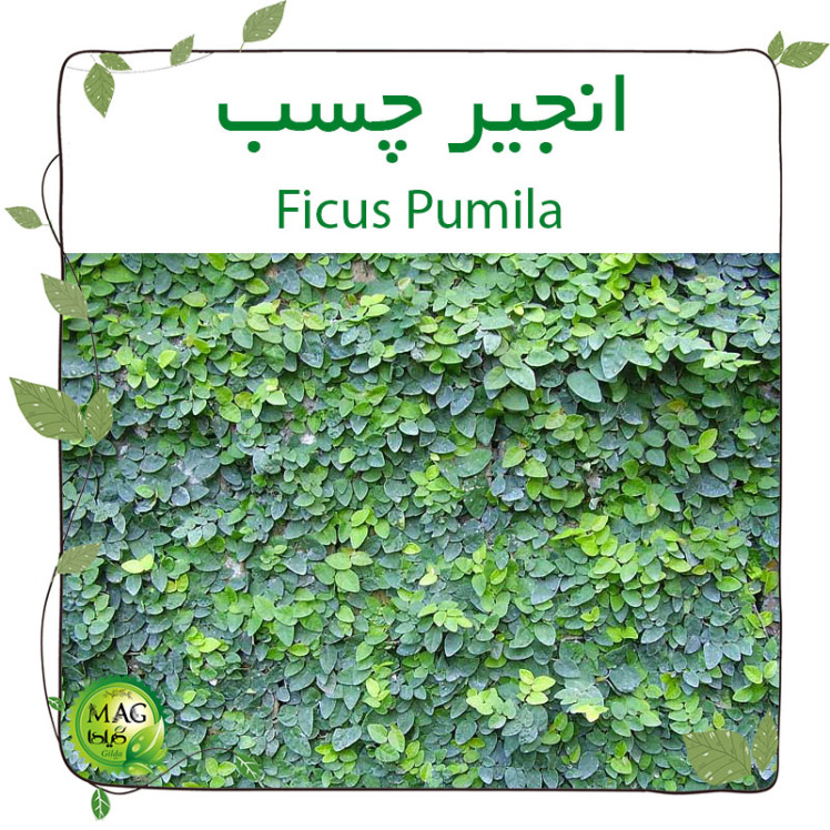 انجیر چسب (Ficus Pumila)