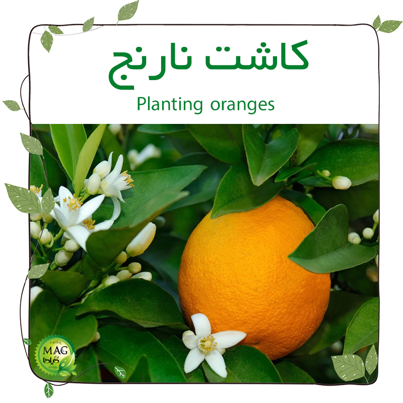 کاشت نارنج(Planting oranges)