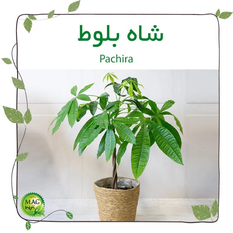 شاه بلوط(Pachira)