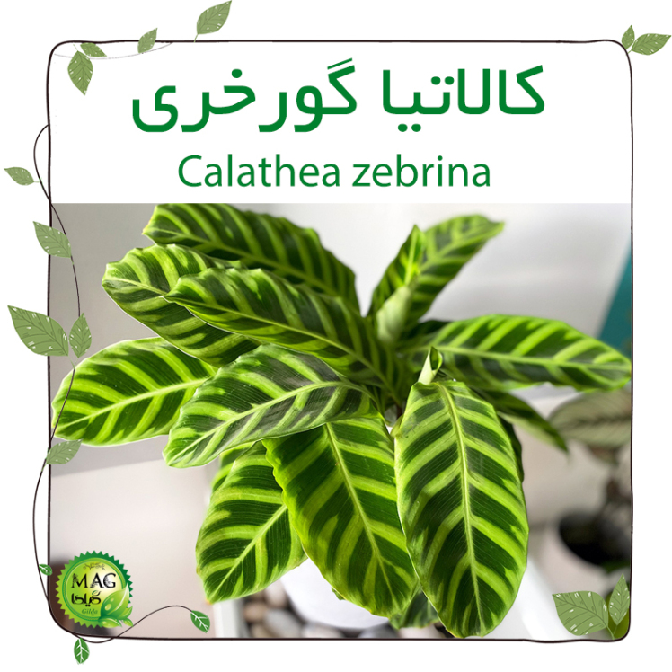 کالاتیا گورخری(Calathea zebrina)