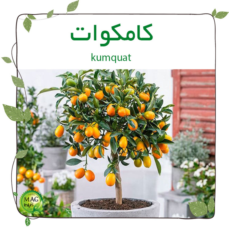 کامکوات (Kamquat)