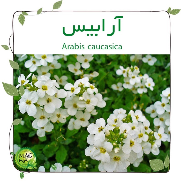 آرابیس (سبد نقره) Arabis caucasica