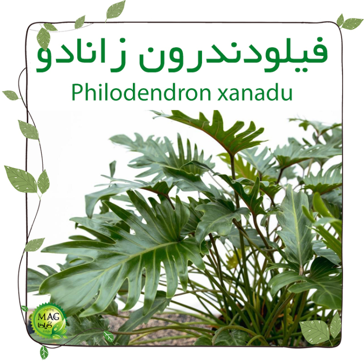 فیلودندرون زانادو(Philodendron xanadu)