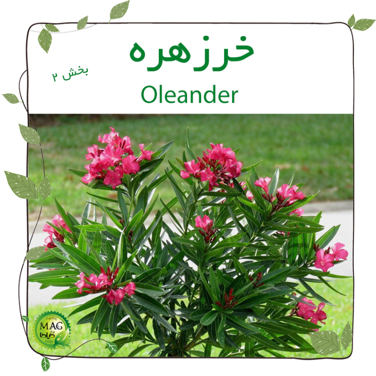 خرزهره(Oleander) بخش2