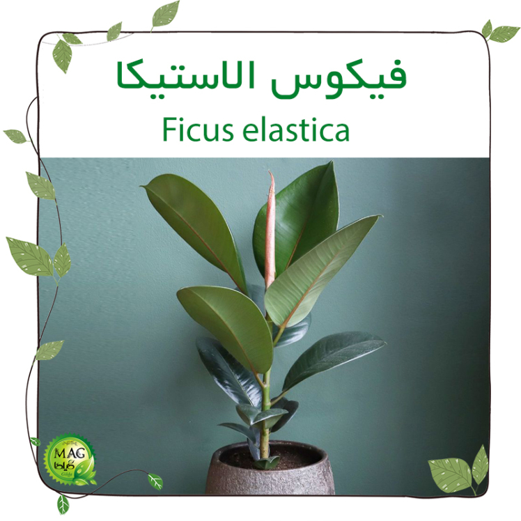 فیکوس الاستیکا(Ficus elastica)