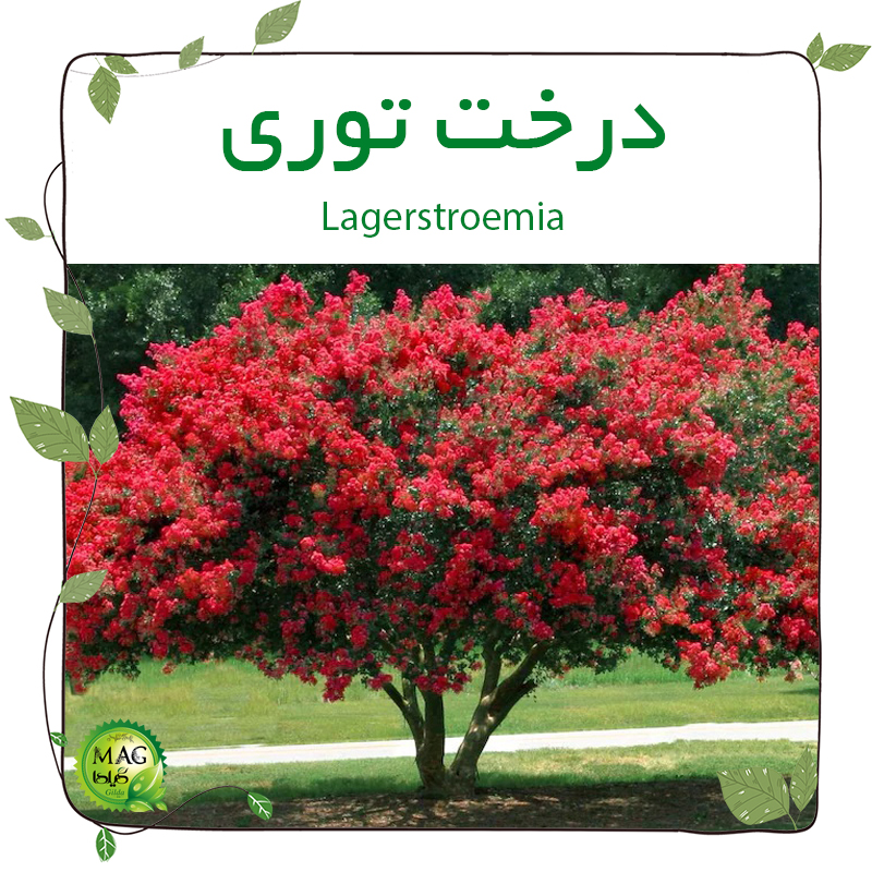  درخت توری (Lagerstroemia)
