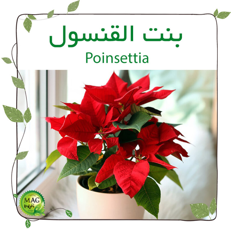 بنت القنسول(Poinsettia)