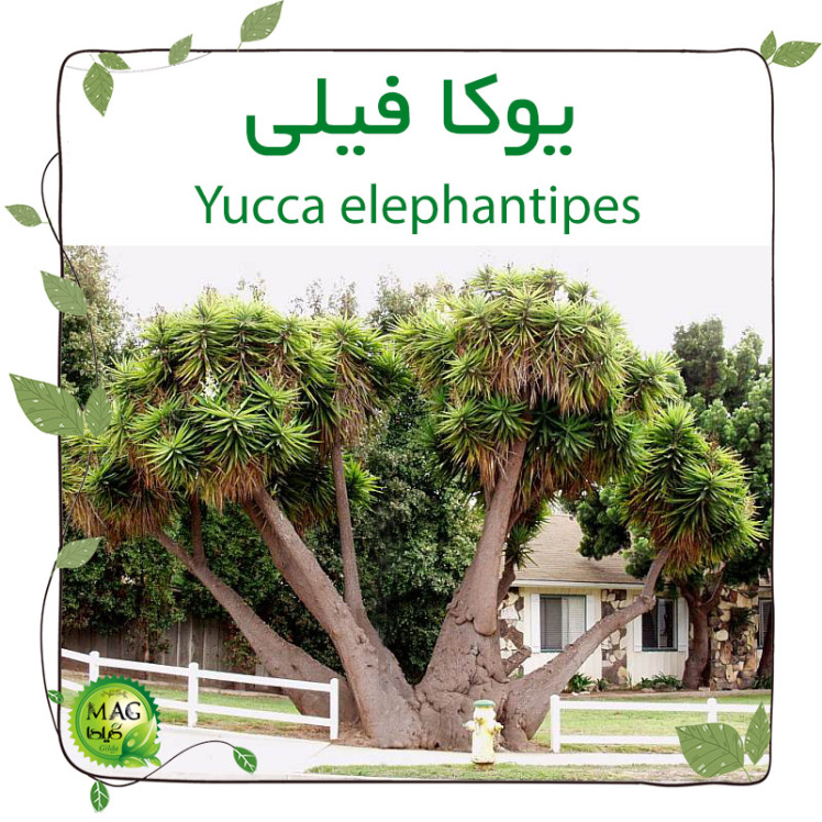 یوکا فیلی(Yucca elephantipes)